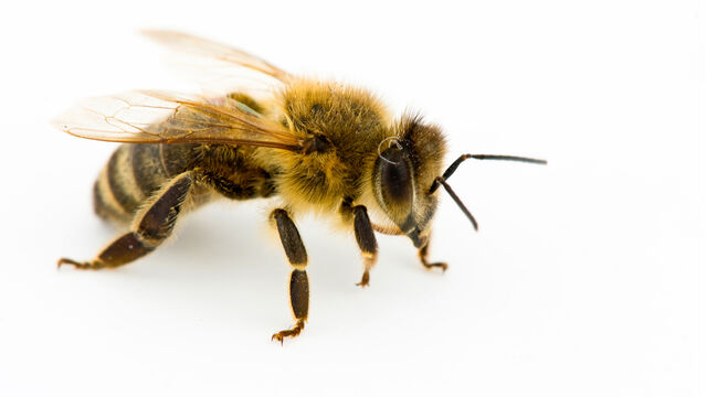 File:Honey Bee.jpg