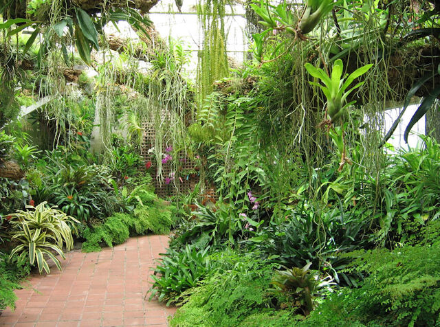 File:Plants.jpg