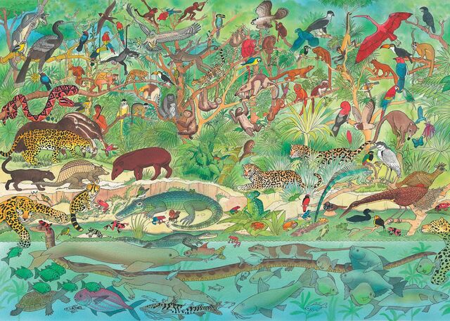 File:Rainforest Animals Illustration.jpg