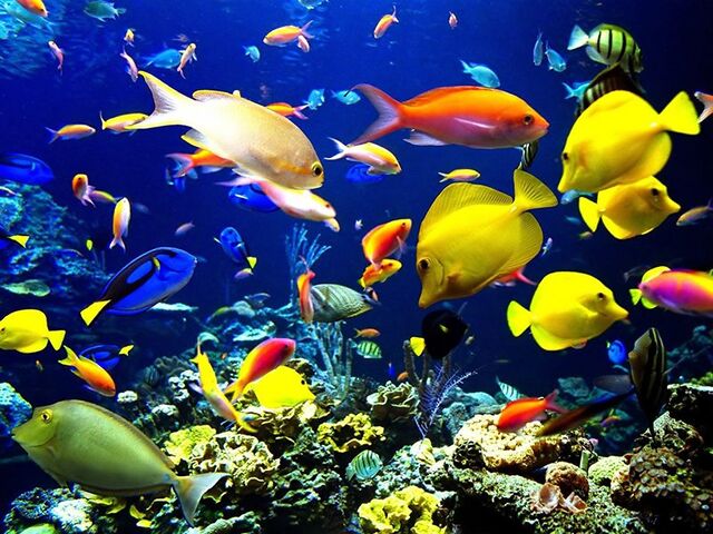 File:Fish.jpg