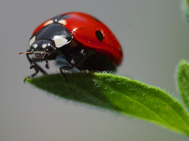 File:Spider 3 bg 052203.jpg