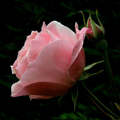 File:Pink beauty.jpg