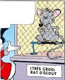 Musaraigne géante.jpg