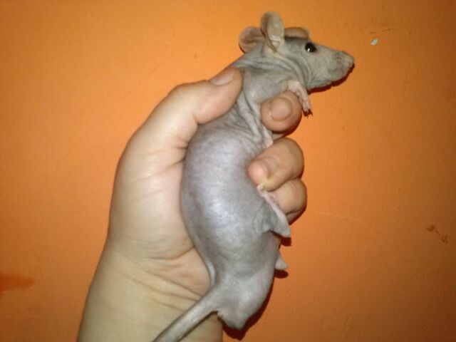 Plik:CAM02245.jpg