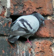 PigeonX