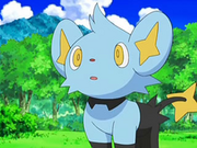 Landon's Shinx