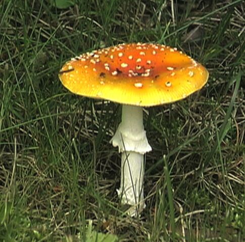 File:Mushroom1.jpg