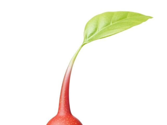 File:Pikmin seal.jpg
