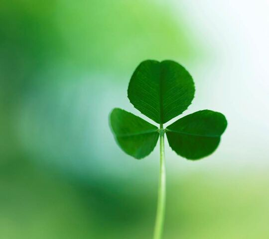 File:Three-leaf-clover.jpg