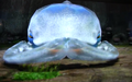 Thumbnail for version as of 18:39, August 23, 2012