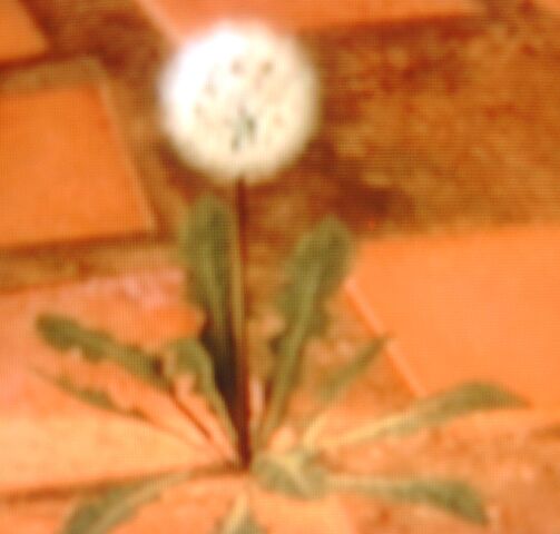 File:Dandylion.jpg