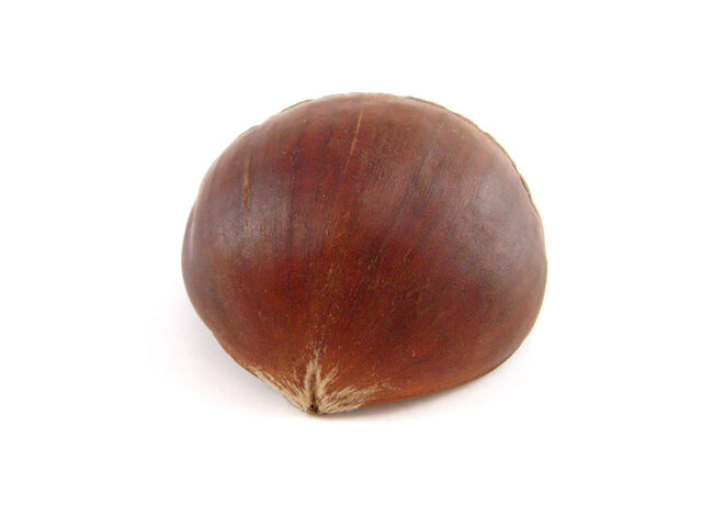 File:Chestnut-01.jpg
