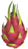 Drachenfrucht.png