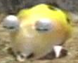 Yellowbulborb