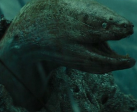 Murena.png