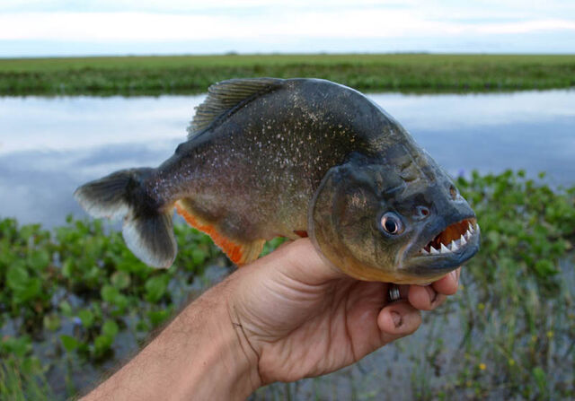 File:Piranha 02.jpeg