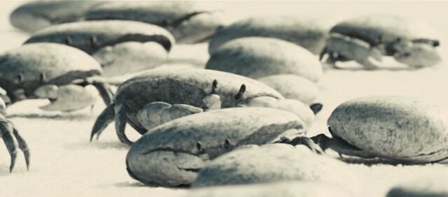 Archivo:Crabs.jpg