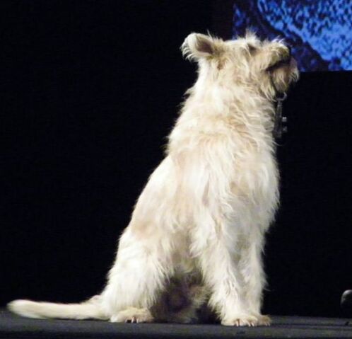 File:PiratesMarathon2011ChoppertheDog.jpg