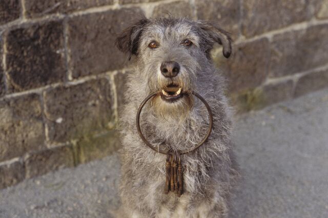 File:CotBPPrisonDogPromo.jpg