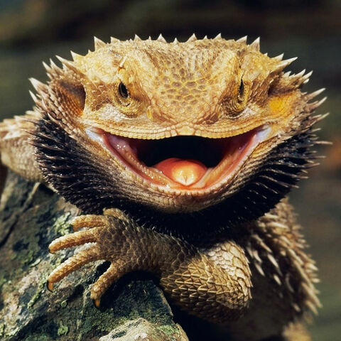 File:Bearded Dragon.jpg