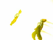 Genki4