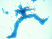 Cellsded.png
