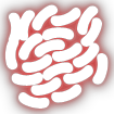 Bacteria