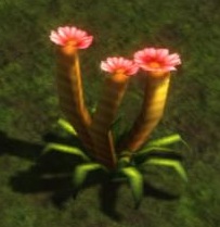 File:Tulip.jpg