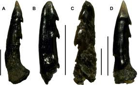 File:Orncopristis saw barbs.png