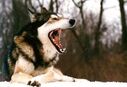 Do-wolfdog