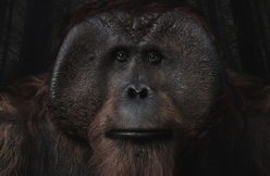 Maurice