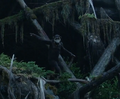 Thumbnail for version as of 09:12, November 4, 2015