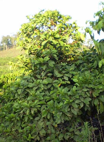 Fișier:Coffee tree chary.jpg