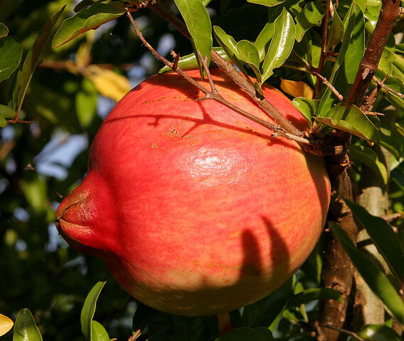 Fișier:Pomegranate fruit.jpg