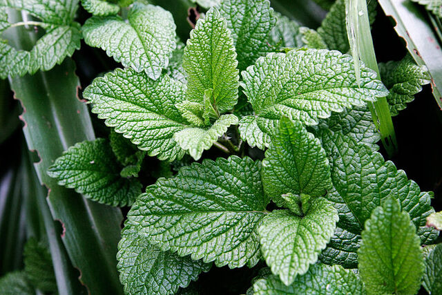 Fișier:Mint leaves.jpg