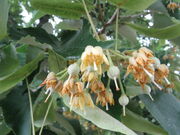 Tilia miqueliana3.jpg
