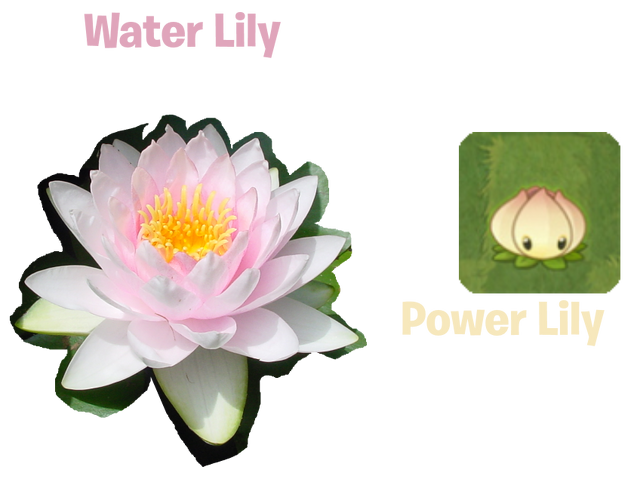 File:Lilycomparison.png