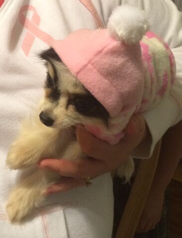 File:My Dog....Sadie.jpeg