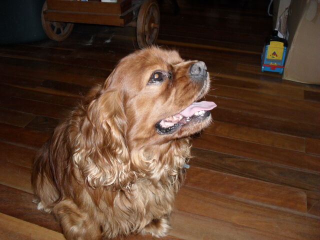 File:SAM 0006.jpg