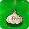 Garlic1