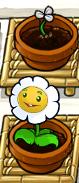 Left-Facing Marigold.jpg