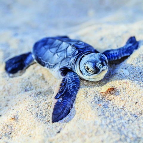 File:Blue turtle.png