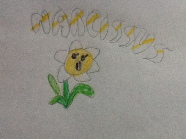 File:NarcissusDrawing.jpg