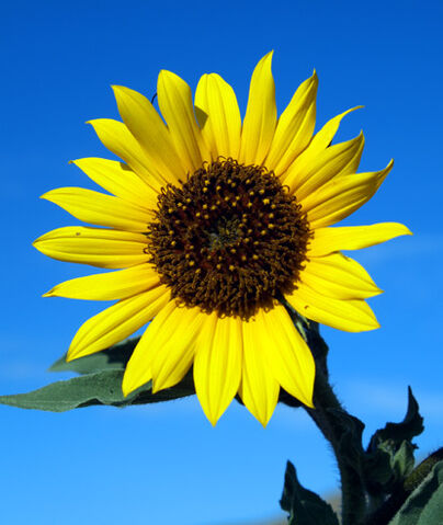 File:Wildsunflower.jpg