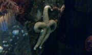 Starfish-doesnt-approve