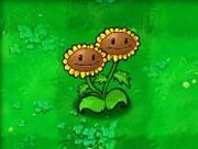 Twinsunflower1