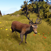 Deer new