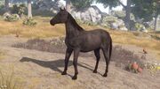 Horse Black View