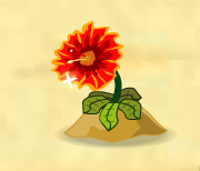 Spiderflower
