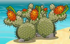 Bombcactus